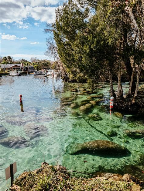 Rainbow River Manatees