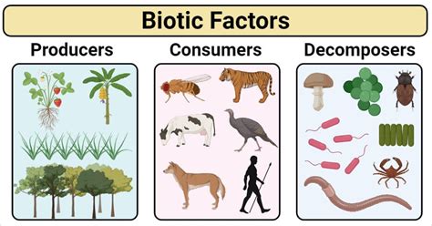 Biotic Factors- Definition, Types, Examples and Factors Affecting ...