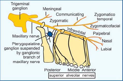 Maxillary Nerve