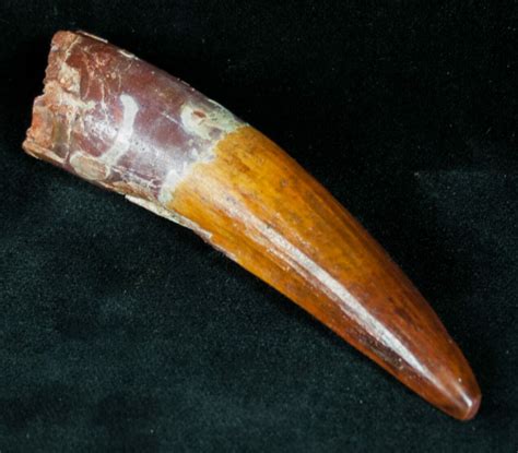 Gorgeous 3.45" Spinosaurus Tooth - Large For Sale (#12257) - FossilEra.com