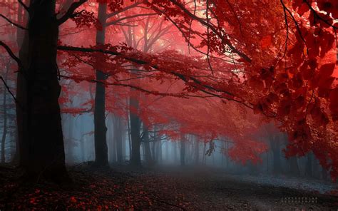 Red Fog Wallpapers - Wallpaper Cave