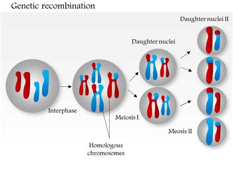 Genetic Recombination In Meiosis