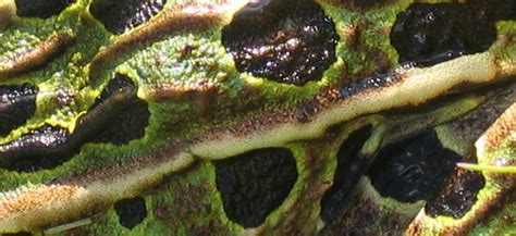 frog skin - Google Search | Frog, Skin