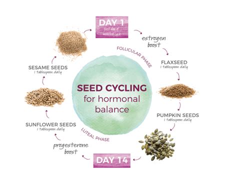 Seed Cycling for Hormone Balance | Embracing Nutrition