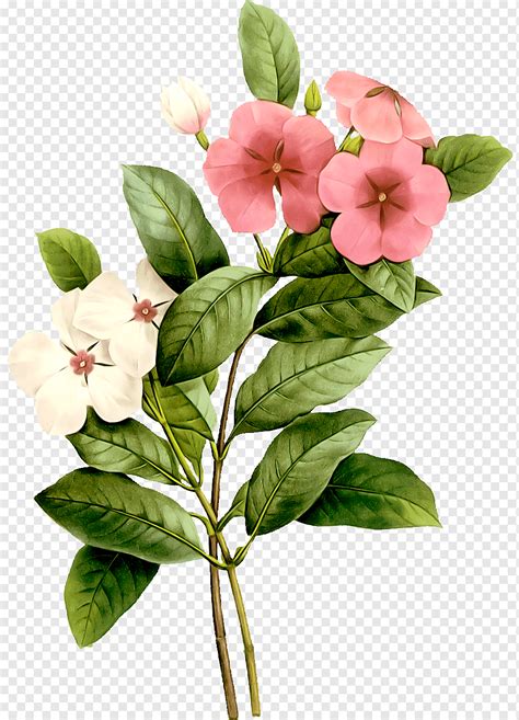 Flower Watercolor painting Plant, bunga dicat, putih, daun, cabang png | PNGWing