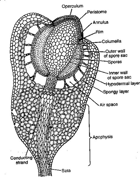 About Funaria | Occurrence of Funaria |Funaria hygrometrica