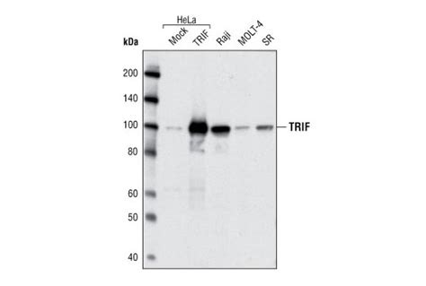 TRIF Antibody | Cell Signaling Technology