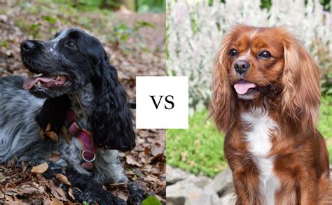 Cocker Spaniel vs King Charles Spaniel - Spaniel Advisor