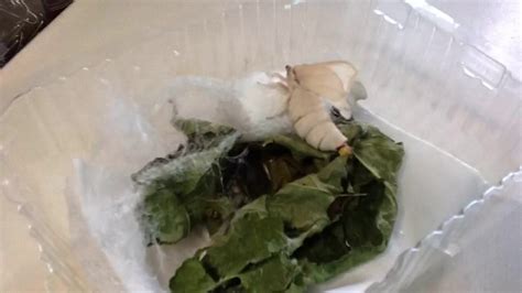 Silkworm Moth Cocoon Hatching (Time Lapse) - YouTube