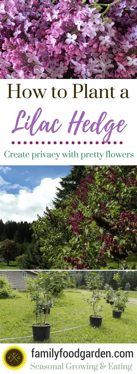 How to Plant a Lilac Hedge | Family Food Garden