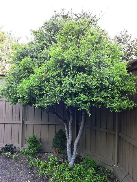 Holly - Yaupon – Plant Me Green | Plants, Trees for front yard ...