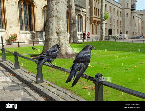 Ravens Tower Of London Stock Photos & Ravens Tower Of London Stock ...