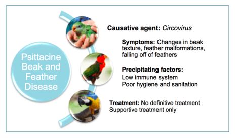 Psittacine Beak and Feather Disease – An Overview – Agora Pets