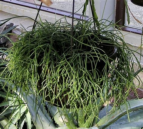 10 Rhipsalis Varieties to Grow in Australia | Ultimate Backyard