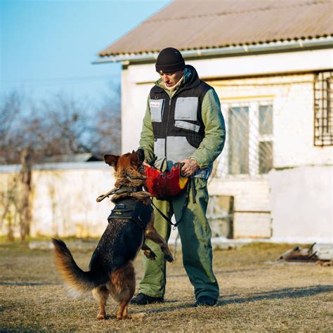 German Shepherd Dog Training Editorial Stock Photo - Image of black, brown: 56945918