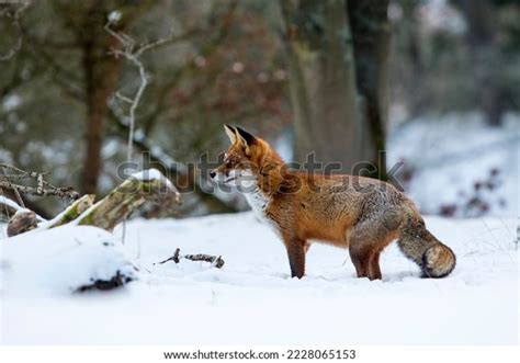 Red Fox Standing Snow National Park Stock Photo 2228065153 | Shutterstock