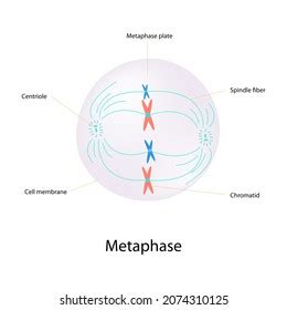 Education Chart Metaphase Stage That Cells Stock Illustration 2074310125 | Shutterstock