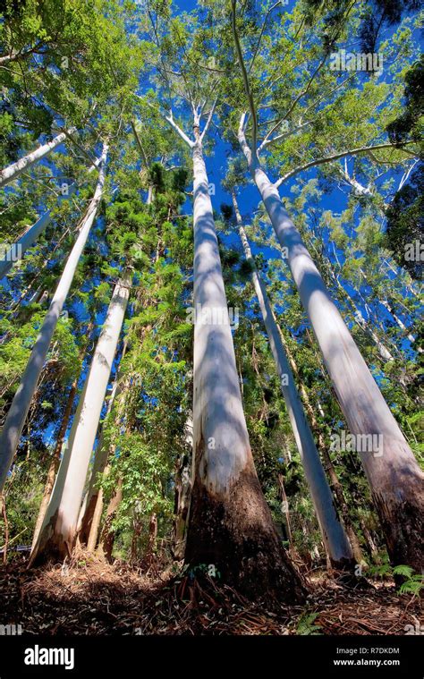 Eucalyptus forest on Fraser Island, Queensland, Australia Stock Photo ...