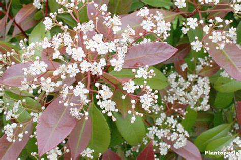 Photinia 'Red Robin' Hardy Plant | ubicaciondepersonas.cdmx.gob.mx