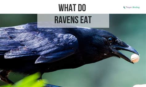 What Do Ravens Eat? - Ravens Diet and Foraging