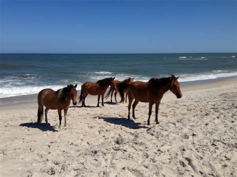 Assateague Island Wild Ponies / Horses on the beach.