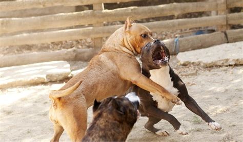 How Fighting Dogs Are Trained: The Grim Reality