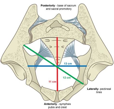 Pelvic dimensions - pelvic inlet