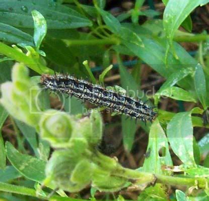 Buckeye Butterfly Caterpillar