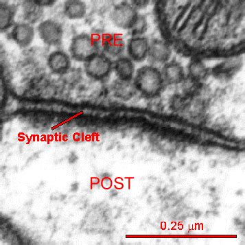 Synaptic Cleft | SynapseWeb