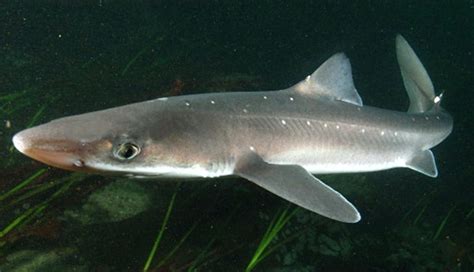 The Amazing, Spiny Dogfish | Critter Science