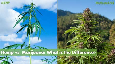 Hemp vs. Marijuana: What is the Difference? - 10Buds