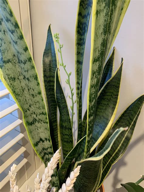 Snake plant flowering? : r/plantclinic