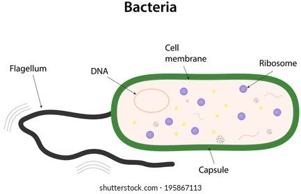 Bacteria Diagram