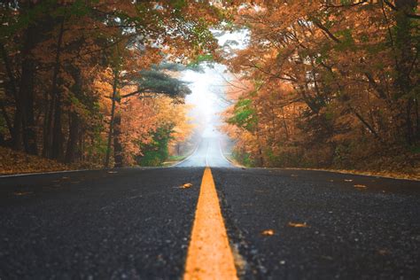 Free Images : tree, nature, forest, fog, road, street, sunlight, morning, leaf, fall, evening ...