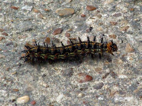 Common Buckeye – Caterpillar and Butterfly – DFW Urban Wildlife