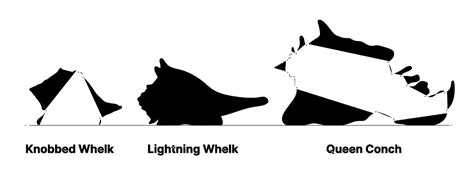 Lightning Whelk (Sinistrofulgur perversum) Dimensions & Drawings ...