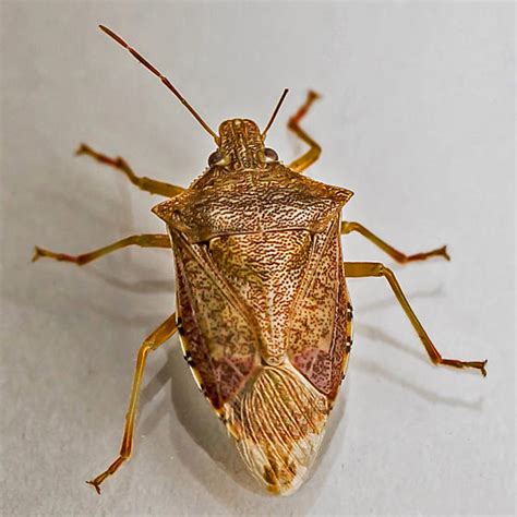 Spined Soldier Bug - Podisus maculiventris - BugGuide.Net