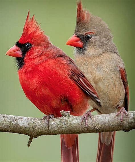 Cardinal pair sideways | Cardinal birds, Pet birds, Beautiful birds