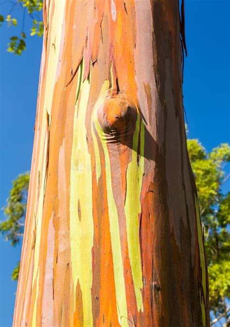 Detail of Colorful Bark of Rainbow Eucalyptus Tree Stock Image - Image ...