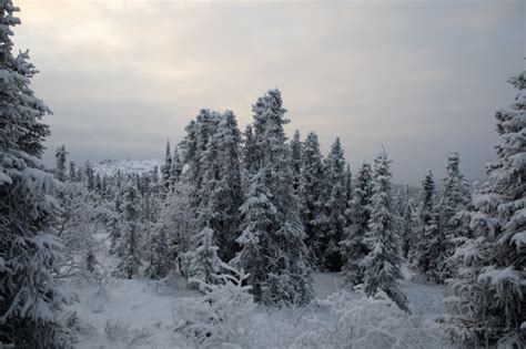 Floresta boreal: conheça esse bioma do hemisfério norte | Aurora Boreal