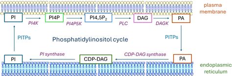 Phosphatidylinositol Pathway