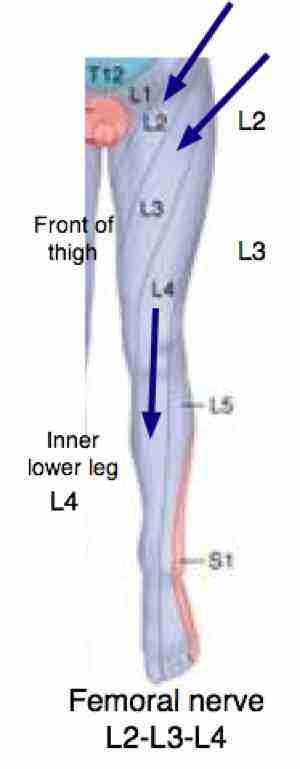 Femoral nerve and its relevance to chiropractic practice is the topic.