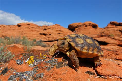 Desert Tortoise Habitat