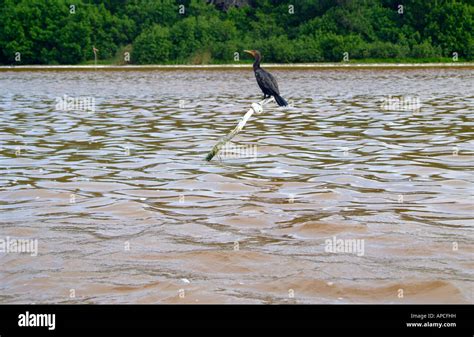 The Celestun wildlife refuge, Yucatan, Mexico Stock Photo - Alamy