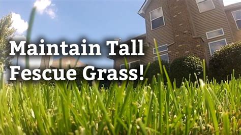 Identifying and Maintaining Tall Fescue Grass l Expert Lawn Care Tips