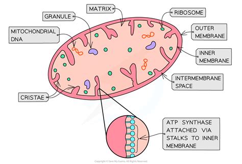 Structure & Function of Mitochondria (12.2.1) | CIE A Level Biology Revision Notes 2022 | Save ...
