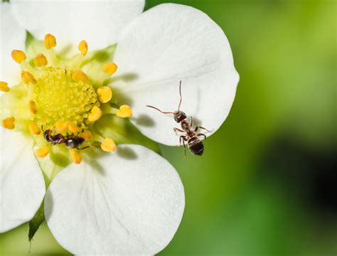 5 Benefits of Ants in Your Garden