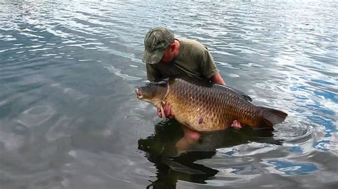 Lac Tertre Belgium Giant Common Carp 66lb - YouTube