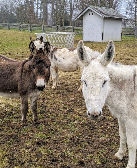 My Donkeys at the Farm - The Martha Stewart Blog