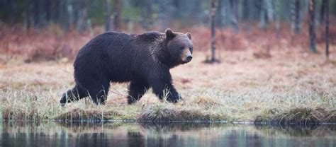 Finland Wildlife | Danube Delta Birding | Apex Expeditions